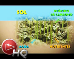 Cómo producen fotosíntesis las plantas, alimento base de la cadena alimentaria