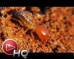 Langostas, termitas y hormigas: Cómo defenderse de las amenazas en el Iberá